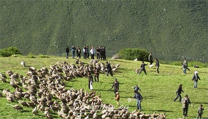Chim kền kền được coi là sứ giả đưa tiễn linh hồn. Chúng là loài ăn thịt thối, đặc biệt là thịt người, nhưng chúng lại được người Tạng coi là thần điểu, là loài chim mang ý nghĩa tâm linh.