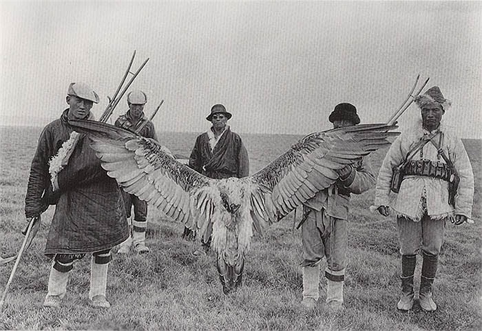 Những con kền kền ở vùng Tây Tạng đều rất lớn, cánh có chiều rộng tới 2m