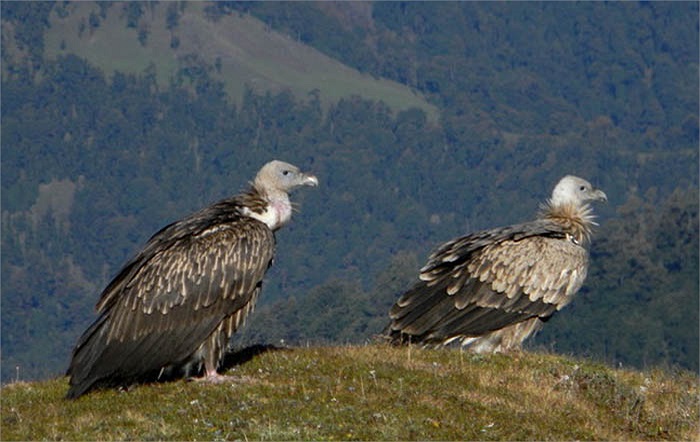 Cách thức mai táng bằng chim kền kền được gọi là điểu táng hoặc thiên táng