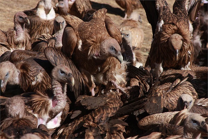 Việc xẻ xác người thân cho chim ăn là một nghi lễ cực kỳ quan trọng và được người Tạng hoan nghênh