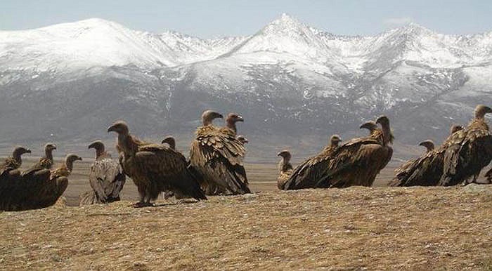 Loài kền kền thường tụ tập quanh những khu vực mai táng. Mỗi khi có lễ mai táng, chúng kéo đến rất đông để ăn xác.