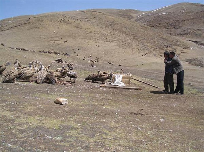 Chúng rất dạn với người. Chỉ vài chục phút, bọn kền kền đã xử lý xong một cái xác.