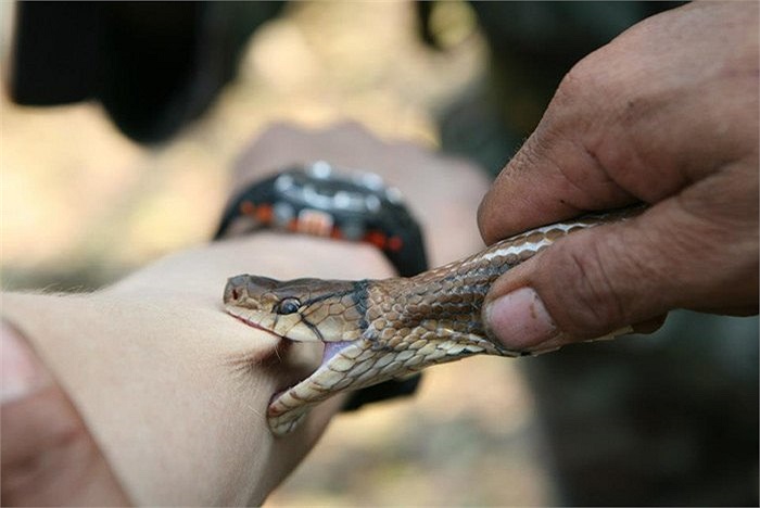 Đặc nhiệm Hoàng gia Thái Lan cùng lính Mỹ luyện tập cách xử lý sau khi bị rắn độc cắn