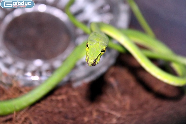 Ít người biết rằng, rắn roi xuất hiện ở hầu hết mọi vùng miền ở Việt Nam