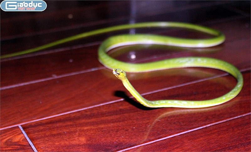 Rắn roi thực tế khá hiền lành không tấn công người
