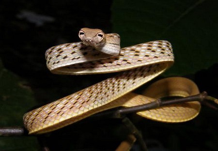 Tuy nhiên, rắn roi có thể liên tục biến đổi màu