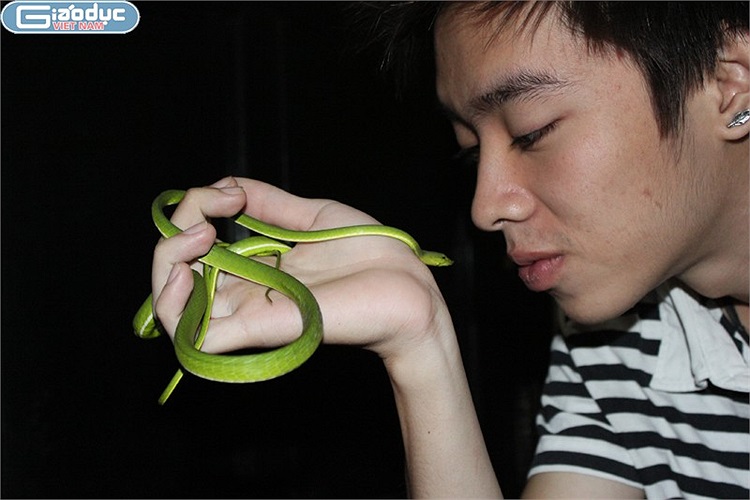 Rắn roi hiện đang là một trong những loài động vật nuôi được nhiều bạn trẻ săn lùng về nuôi