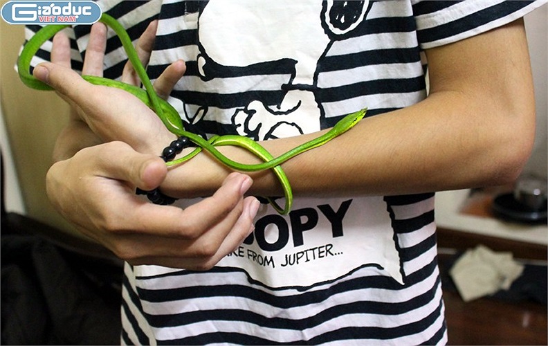 Do đặc tính hiền lành nên rắn roi được thuần hóa rất nhanh