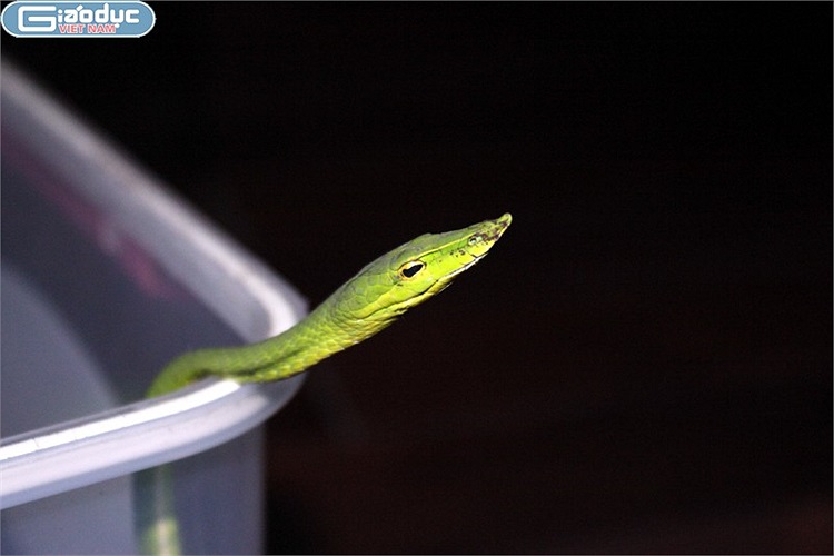 Chỉ cần một chiếc hộp nhựa là đã có thể nuôi được một chú rắn roi nhỏ nhắn