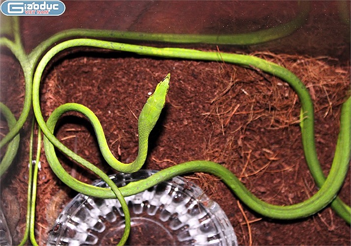 Nhiều người yếu tim hẳn không dám cầm chú rắn này lên chơi dù thực tế nó rất hiền lành