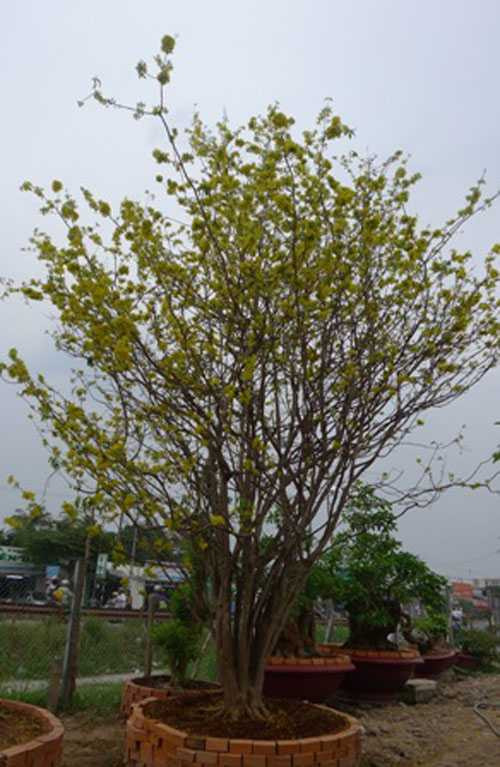 Ngắm mai cổ thụ 100 tuổi 'ăn Tết' muộn giá 150 triệu