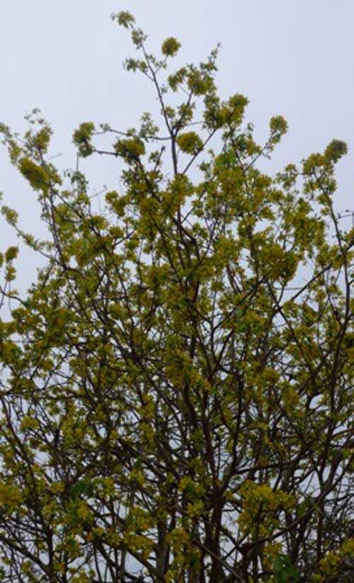 Ngắm mai cổ thụ 100 tuổi 'ăn Tết' muộn giá 150 triệu