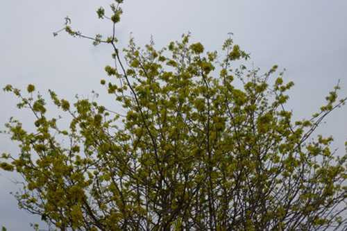 Ngắm mai cổ thụ 100 tuổi 'ăn Tết' muộn giá 150 triệu