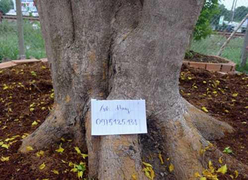 Ngắm mai cổ thụ 100 tuổi 'ăn Tết' muộn giá 150 triệu