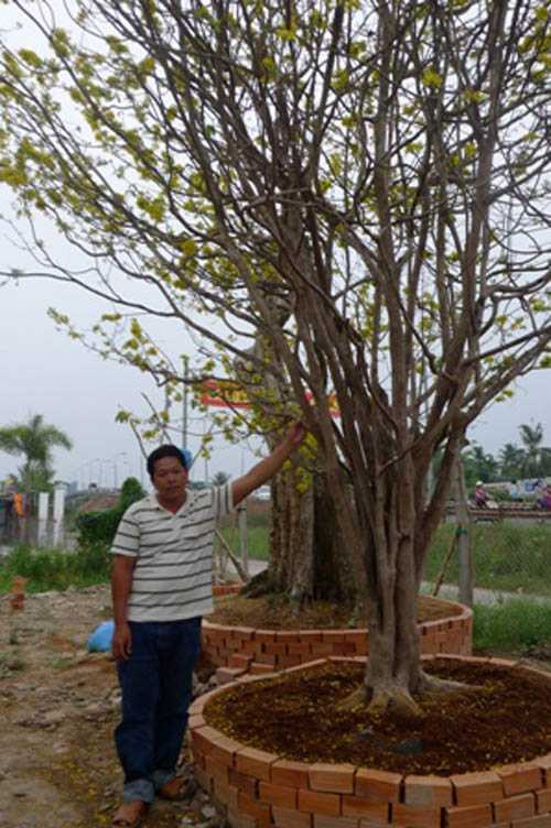 Ngắm mai cổ thụ 100 tuổi 'ăn Tết' muộn giá 150 triệu