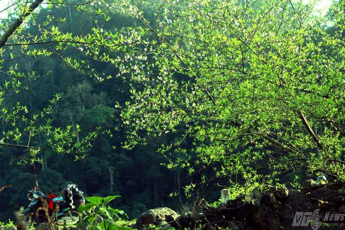 Ngắm tuyệt phẩm của núi rừng Tây Bắc