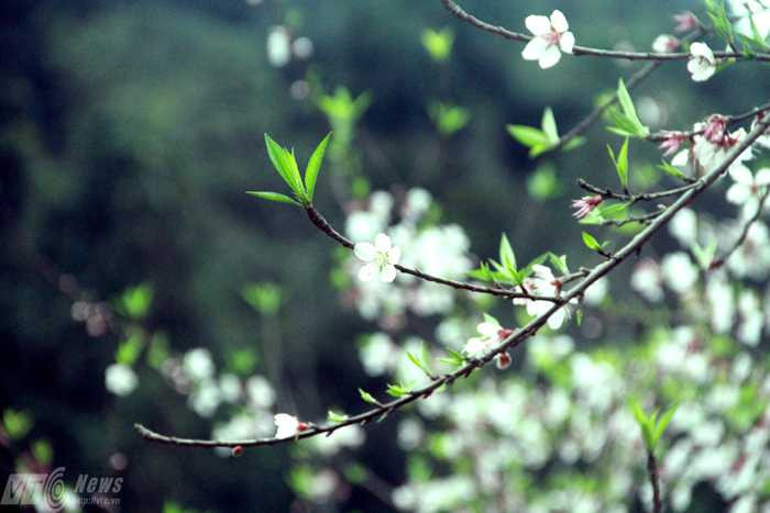 Ngắm tuyệt phẩm của núi rừng Tây Bắc