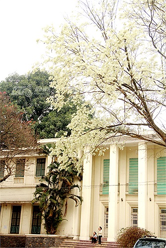 Cứ đến độ tháng Ba, hoa sưa lại nở rộ trắng tinh khiết làm bừng sáng các con phố Hà Thành (Ảnh: Phạm Thịnh)