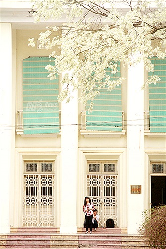 Hoa sưa có nhiều ở Ký túc xá Mễ Trì, trường Học viện Công nghệ Bưu chính Viễn thông, đường Phan Đình Phùng, đường Thanh Niên, đường Trần Hưng Đạo, đường Hoàng Diệu