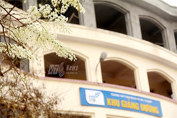 Hoa sưa cũng gắn liền với rất nhiều kỷ niệm thời sinh viên