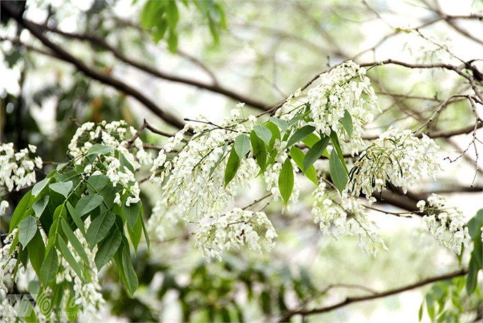 Hoa sưa trắng muốt nổi bật trên vòm lá xanh làm say đắm biết bao bạn trẻ