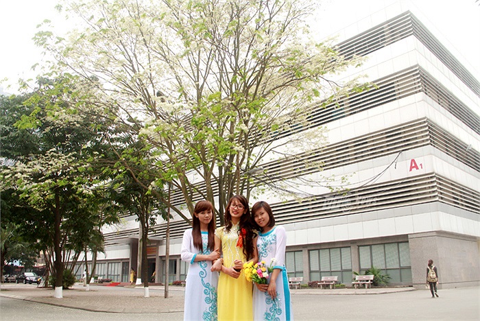 Hoa sưa sớm nở nhưng chóng tàn vì vậy nhiều nữ sinh phải lựa chọn thời điểm hoa đẹp nhất để ghi lại những khoảnh khắc đẹp trong cuộc đời một sinh viên