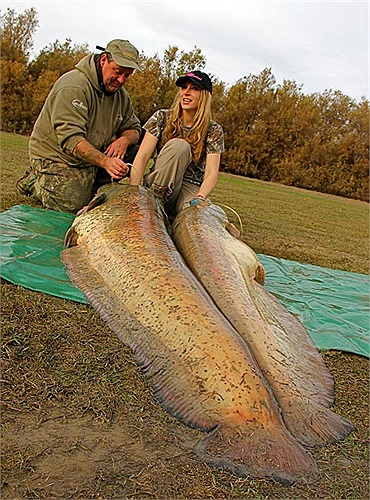 Tuy nhiên, dưới các dòng sông ở châu Âu, loài cá nheo lớn rất nhanh và kích cỡ của nó thật khủng. Một cần thủ ở Nga đã câu được chú cá nheo dài 5m, nặng 3 tạ.