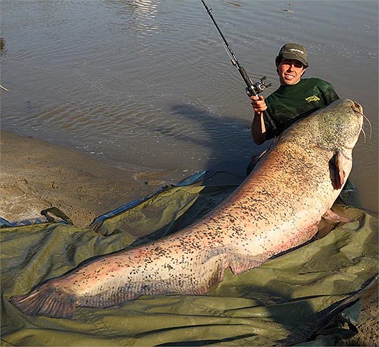 Nheo có nhiều chiếc râu quanh mép là cơ quan định hướng khi nó bơi lội trong nước. Râu cũng là bộ phận đánh mùi trong nước.