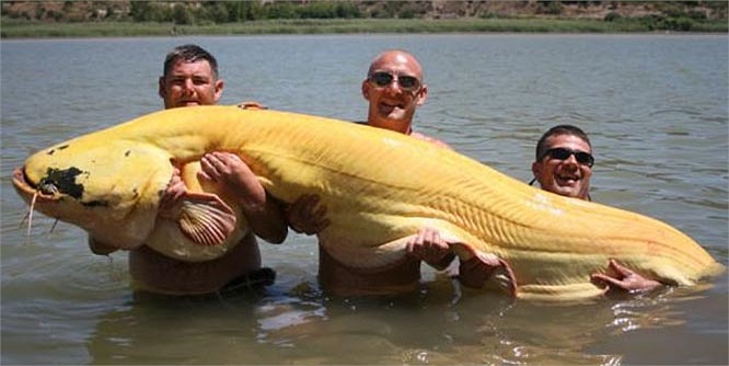  Loài cá này chủ yếu hoạt động vào ban đêm và rất ghét ánh sáng. Chúng cũng thường hoạt động ngay sau khi có sấm chớp khi trời tối.