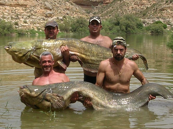 Nheo là loài cá săn mồi nhưng lại rất hiền. Thợ lặn có thể vuốt ve một chú nheo khổng lồ đang ngủ mà không hề hấn gì.