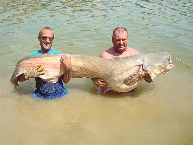 Với các cần thủ châu Âu, câu được cá nheo khổng lồ là niềm đam mê cả đời