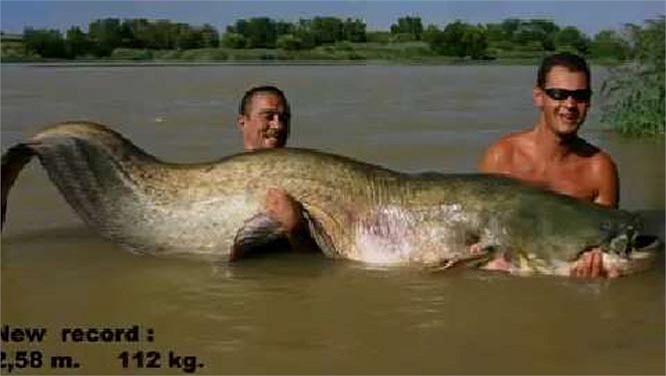 Ở mỗi nước đều có nhiều hiệp hội câu cá và săn cá nheo thu hút nhiều cần thủ tham gia nhất