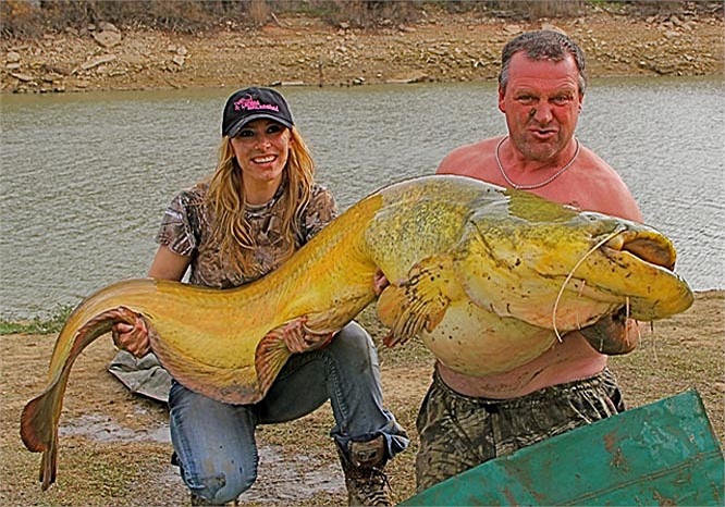 Cá nheo khổng lồ có tên khoa học là Silurus Glanis. Chúng xuất hiện nhiều nhất ở những dòng sông lớn của vùng trung Âu, lưu vực sông Danube, Dniepr, Volga...