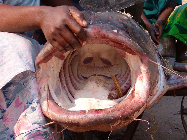 Nhiều cần thủ còn cầu kỳ xay bột cá thối, trộn với máu động vật thả xuống đáy sông. Dòng chảy nước phát tán mùi, dẫn dụ bọn nheo khủng tìm đến mồi.