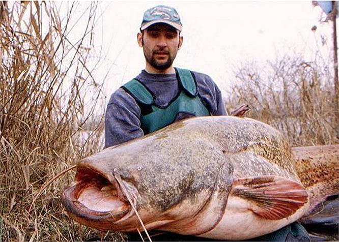 Để kéo được chú cá nheo nặng cỡ 1 tạ lên bờ, nhiều cần thủ phải vật lộn mấy tiếng đồng hồ, đến mức kiệt sức.