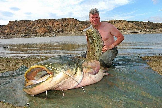 Tuy nhiên, từ những năm 1984-1985 trở đi, với sự cho phép của cơ quan chức năng, nhiều đợt thả cá nheo giống của các hiệp hội câu cá địa phương, được thực hiện. 'Dân số' cá nheo tăng vọt một cách nhanh chóng.