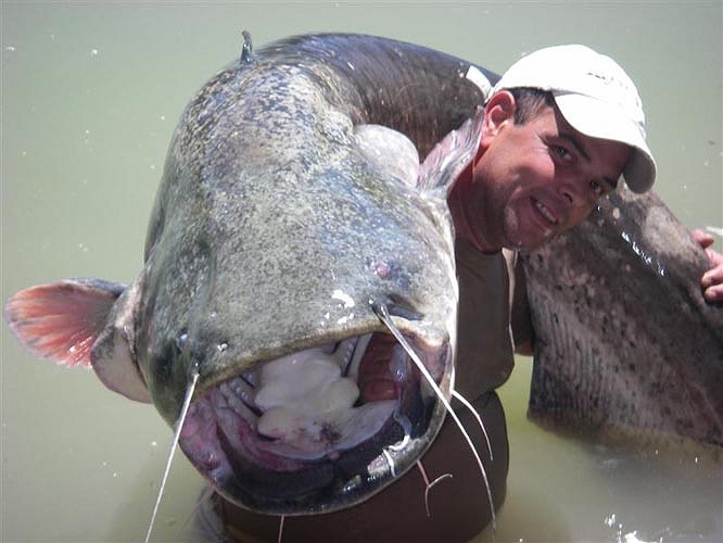 Cá nheo rất thích những khu vực nước tĩnh, nhưng ở những vùng nước động thì nó sẽ tìm xuống ở tầng nước sát đáy sâu hơn (5 > 10 mét). Ngoài ra, ta có thể tìm thấy ổ cá ở những trũng sâu ít ánh sáng, trụ cầu, quanh các tảng đá to hay thân cây.