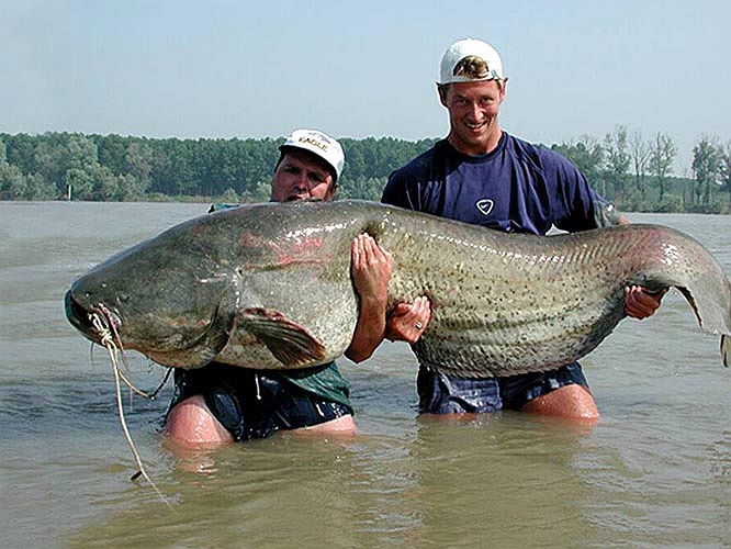 Cá đực sẽ gác ổ trong khoảng 3 tuần cho đến khi trứng nở. May thay phần lớn cá con nở ra đã không thể sống sót. Cá lớn rất nhanh, ở mức 2 đến 3kg trong những năm đầu đời. Để đạt kích cỡ cả tạ, cũng phải mất 20-30 năm.