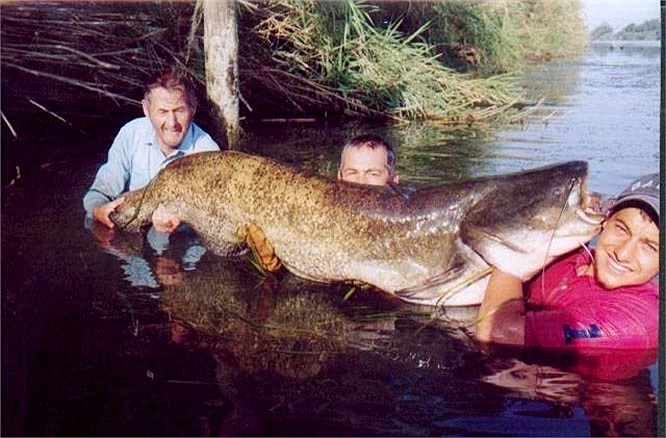 Khi còn nhỏ, chúng sống theo bầy đàn, nhưng trưởng thành thì đi săn mồi riêng rẽ