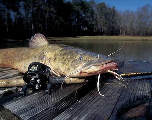 Nheo có mầu từ nâu đậm cho đến đen và phần bụng có mầu cẩm thạch.