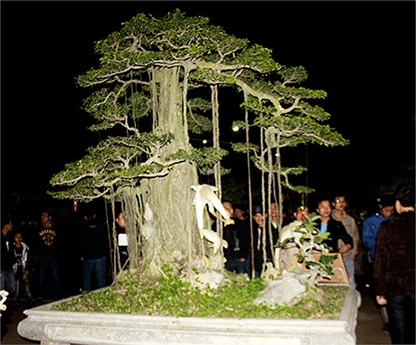 Cách đây hơn 2 năm, khi thú chơi cây cảnh vẫn ở thời kỳ hoàng kim, cây sanh này từng được định giá hơn 3 tỷ đồng.(Theo Kiến thức)