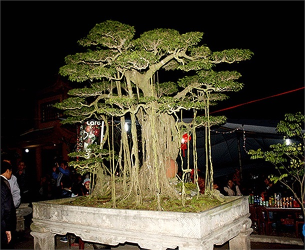 Anh Trình cho biết, sau triển lãm, một đại gia ở Hà Nội đã trả giá 1,2 tỷ đồng để sở hữu cây sanh có thế tuyệt đẹp này.(Theo Kiến thức)