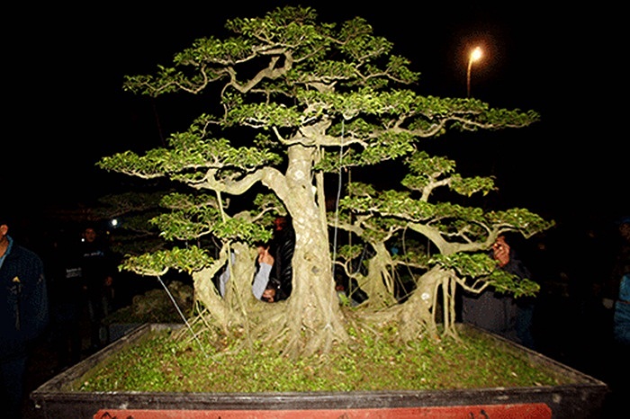 Ngoài 'Kỳ mộc tọa sơn', tại triển lãm cây cảnh đầu xuân ở chợ Viềng, Nam Trực, Nam Định còn có khá nhiều cây sanh khác cũng rất đẹp.(Theo Kiến thức)