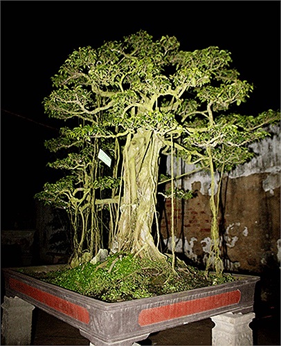 (Theo Kiến thức)