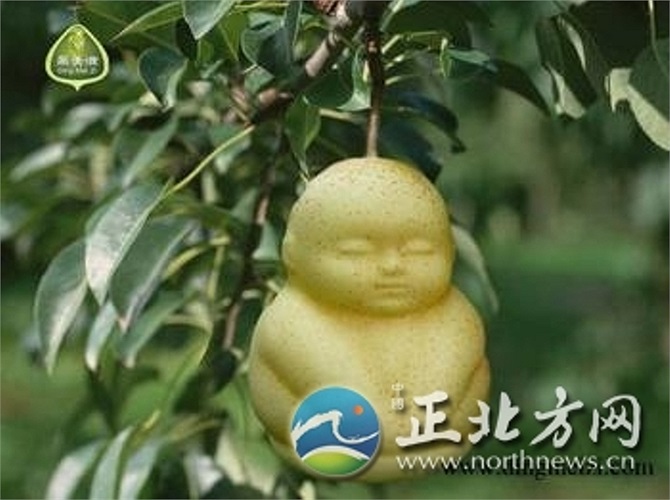 Chuyên gia nông nghiệp Lei Xiaomao cho hay, sở dĩ quả lê có hình em bé như trên là do người trồng đã đặt khuôn lên quả lê ngay từ khi quả còn nhỏ, điều này không làm thay đổi dinh dưỡng bên trong.