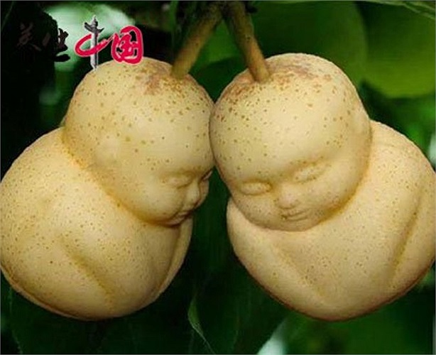 Theo một số trang mạng Trung Quốc, có nhiều quảng cáo bán giống lê để tạo quả hình em bế được rao online. Nhưng không ít quảng cáo trong đó là lừa dối. Bởi, giống lê mua về rất khó trồng và không tạo được hình em bé 