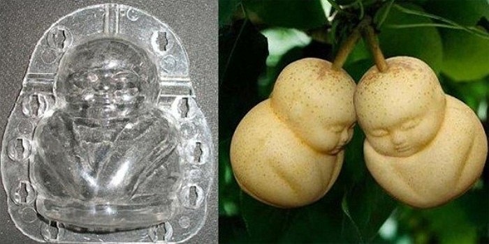 Hình ảnh chụp khuôn nhựa được dùng bọc lên quả lê để tạo hình và sản phẩm quả lê hình em bé 