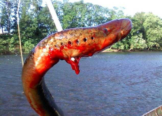 Video: Cận cảnh đàn 'quái vật' biển vô cùng đáng sợ