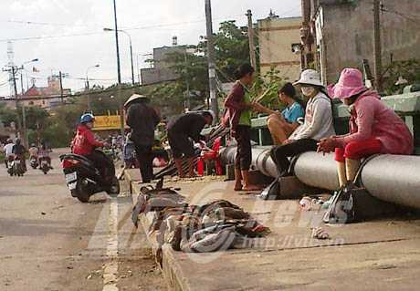 Xem gia cầm ùn ùn mang bệnh vào Sài Gòn