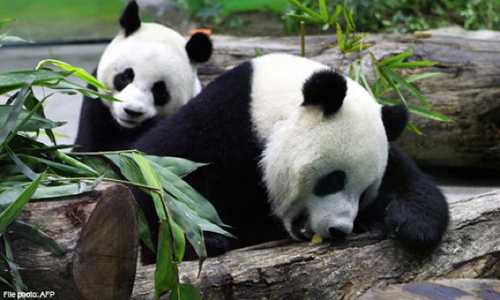 10 công dụng bất ngờ của thần dược Viagra